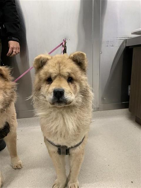 Enlarge MOJO, a Adoptable Chow Chow in Fairbanks, AK image 1/1