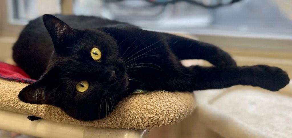 Fendi, a Adoptable American Shorthair in Sayreville, NJ image 1/3