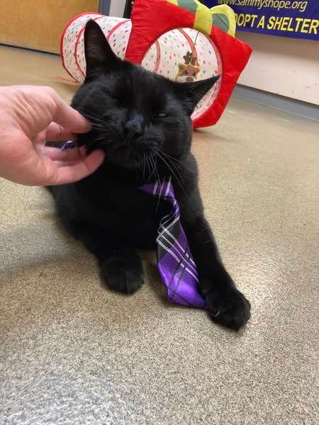 Fendi, a Adoptable American Shorthair in Sayreville, NJ image 2/3