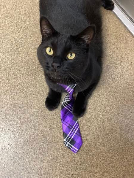 Fendi, a Adoptable American Shorthair in Sayreville, NJ image 3/3