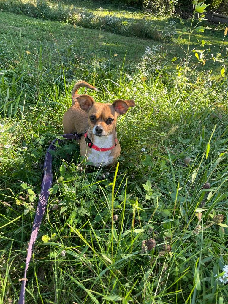 Enlarge Dawn, a Adoptable mixed breed in Maysville, KY image 1/1