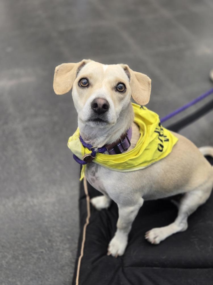 Jake, a Adopted mixed breed in Bend, OR image 1/4
