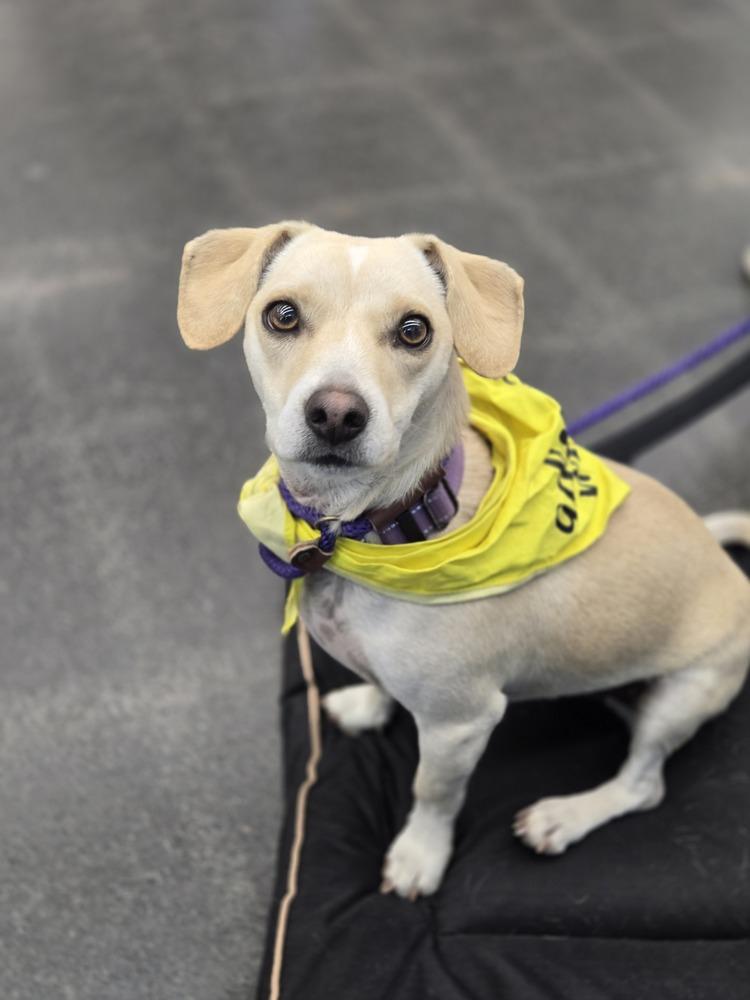Jake, a Adopted mixed breed in Bend, OR image 2/4