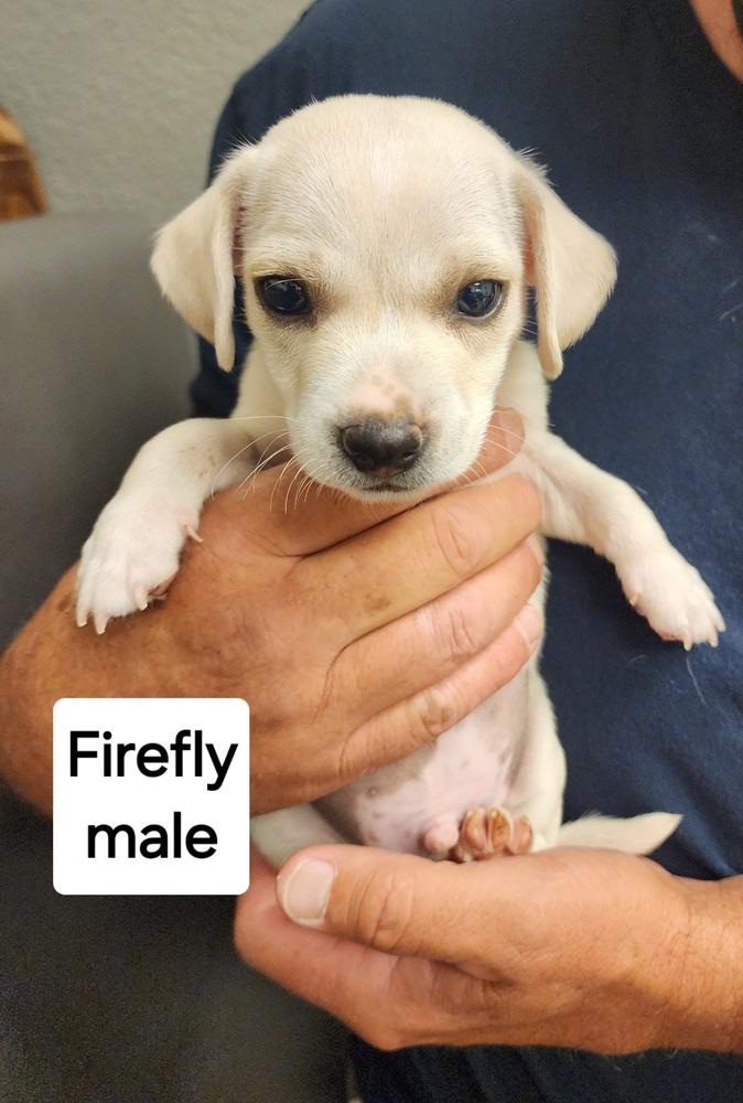 Jake, a Adopted mixed breed in Bend, OR image 3/4