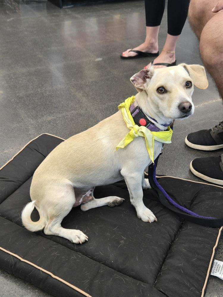 Jake, a Adopted mixed breed in Bend, OR image 4/4