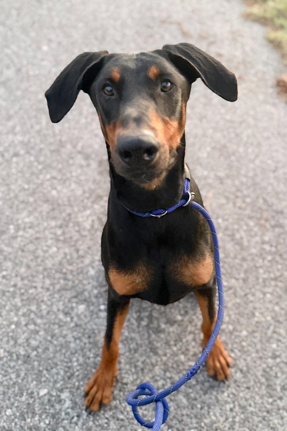 Rocco 3514, a Adoptable Doberman Pinscher in Oakland Park, FL image 1/3