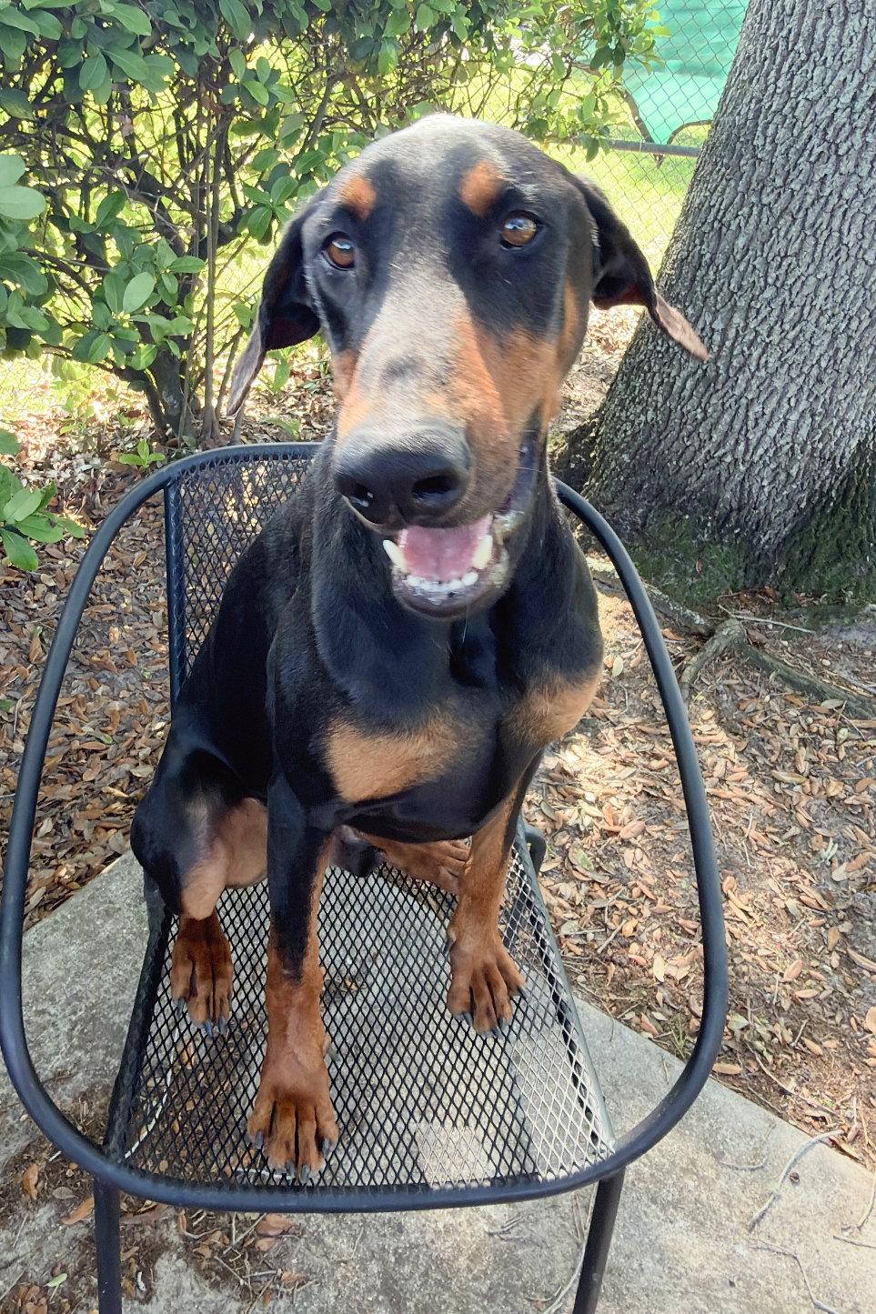 Rocco 3514, Adoptable, Young Male Doberman Pinscher.