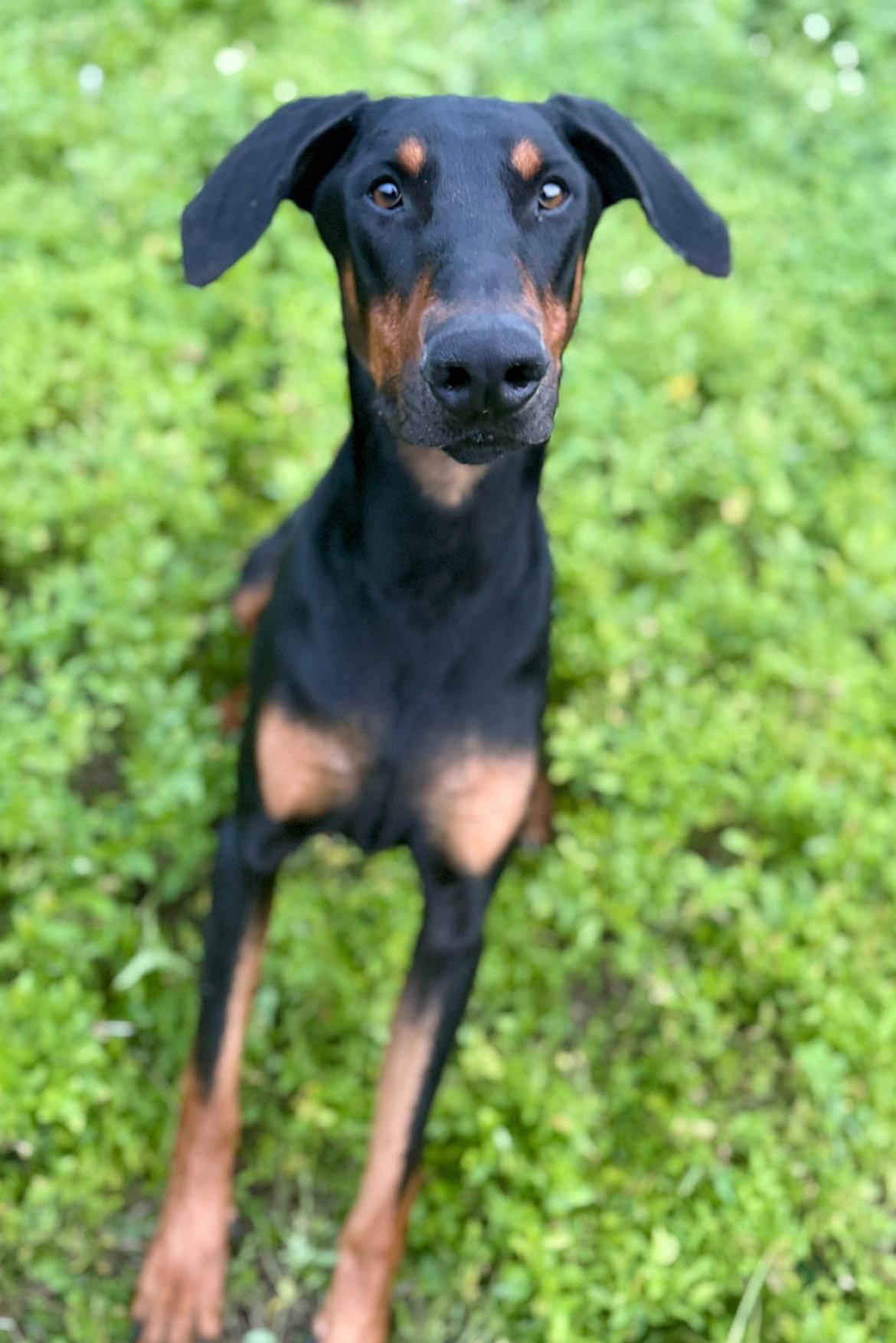 Enlarge Rocco 3514, a Adoptable Doberman Pinscher in Oakland Park, FL image 2/3