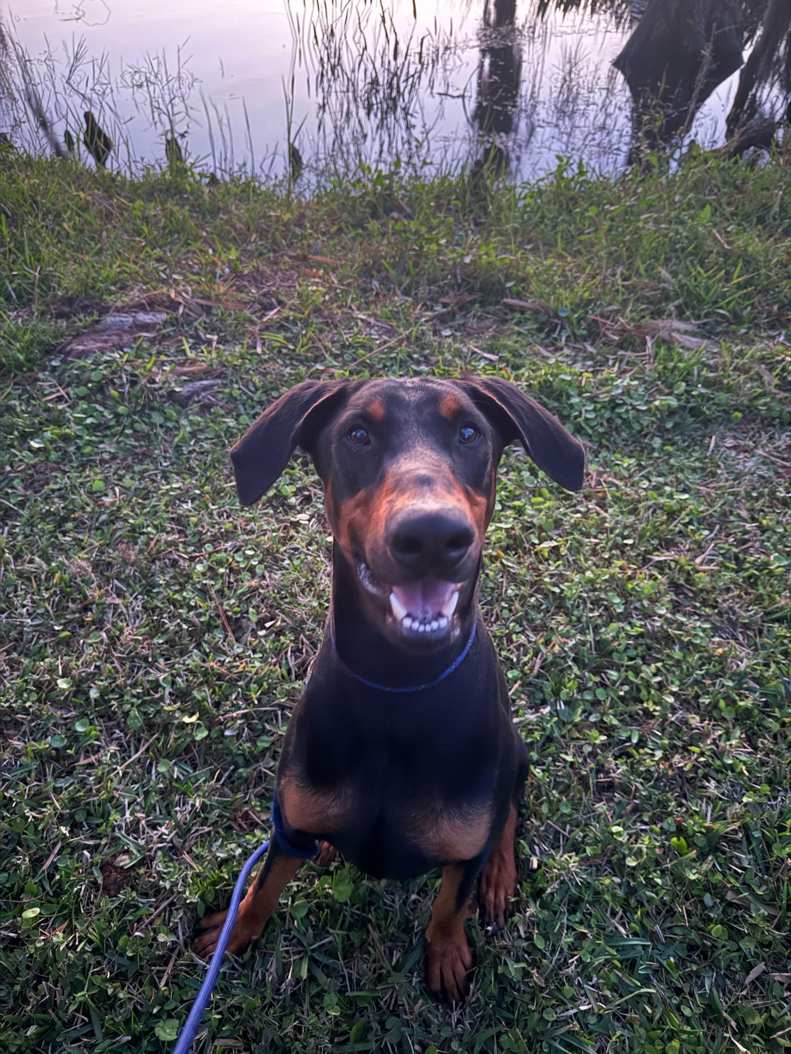 Rocko 3514, Adoptable, Young Male Doberman Pinscher.