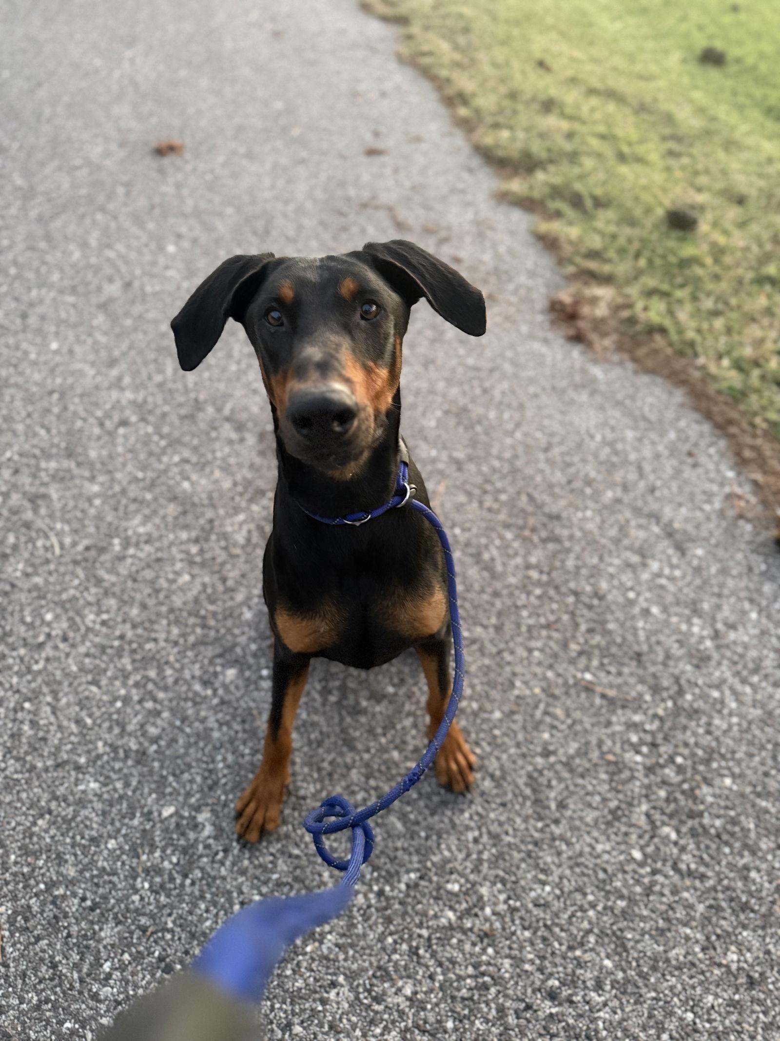 Enlarge Rocko 3514, a Adoptable Doberman Pinscher in Oakland Park, FL image 2/3