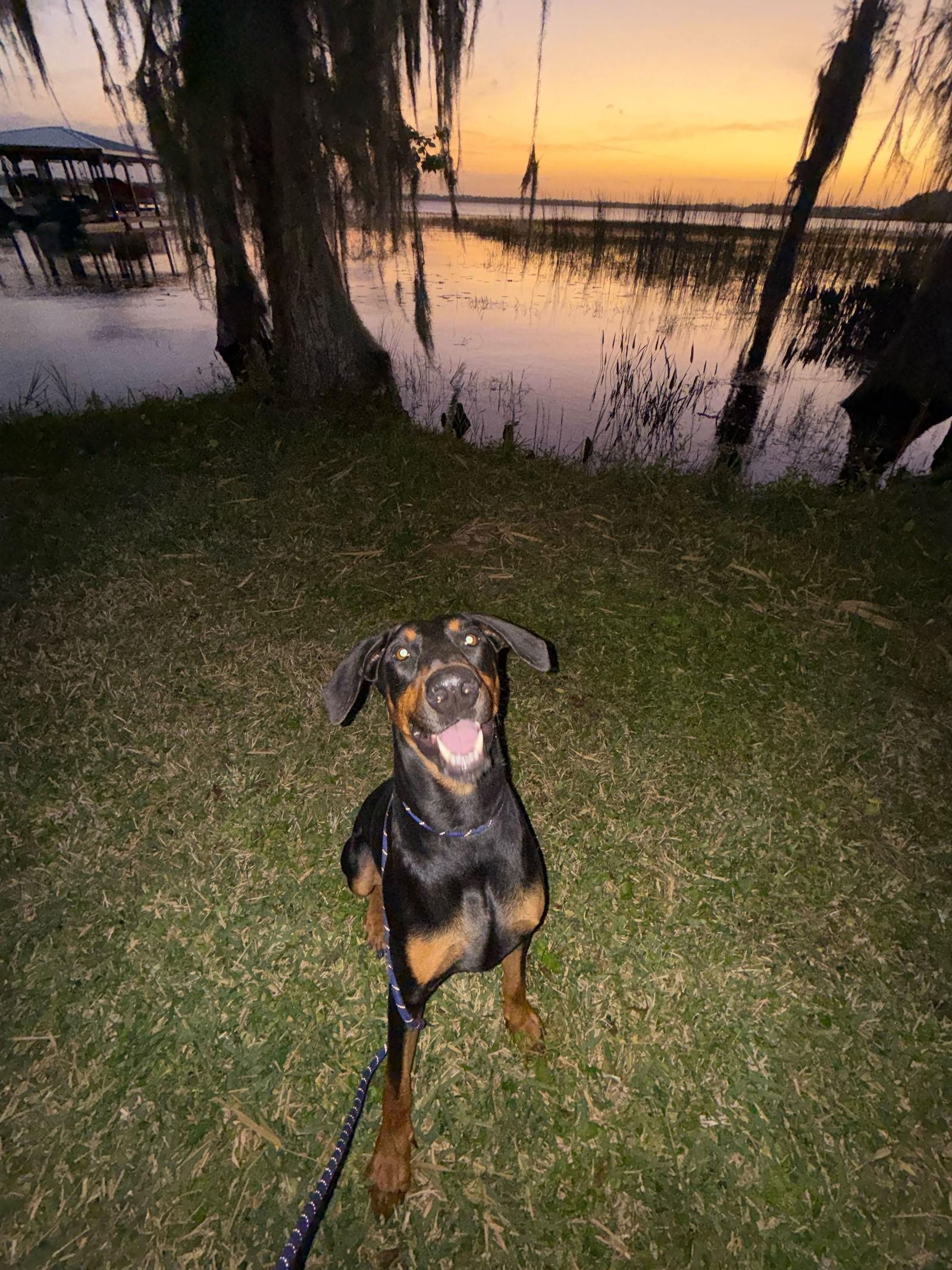 Enlarge Rocko 3514, a Adoptable Doberman Pinscher in Oakland Park, FL image 3/3
