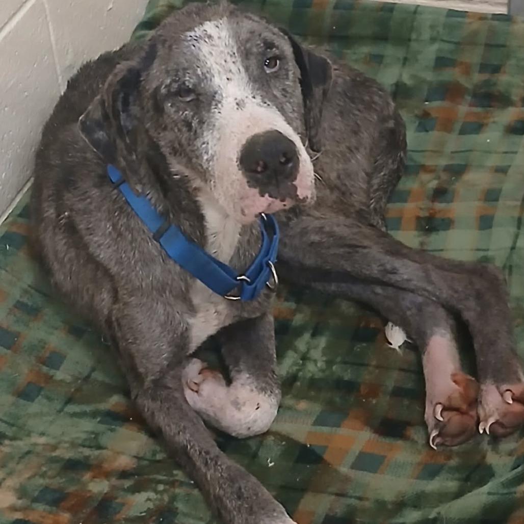 Queen, Adoptable, Adult Female Great Dane & Mixed Breed.