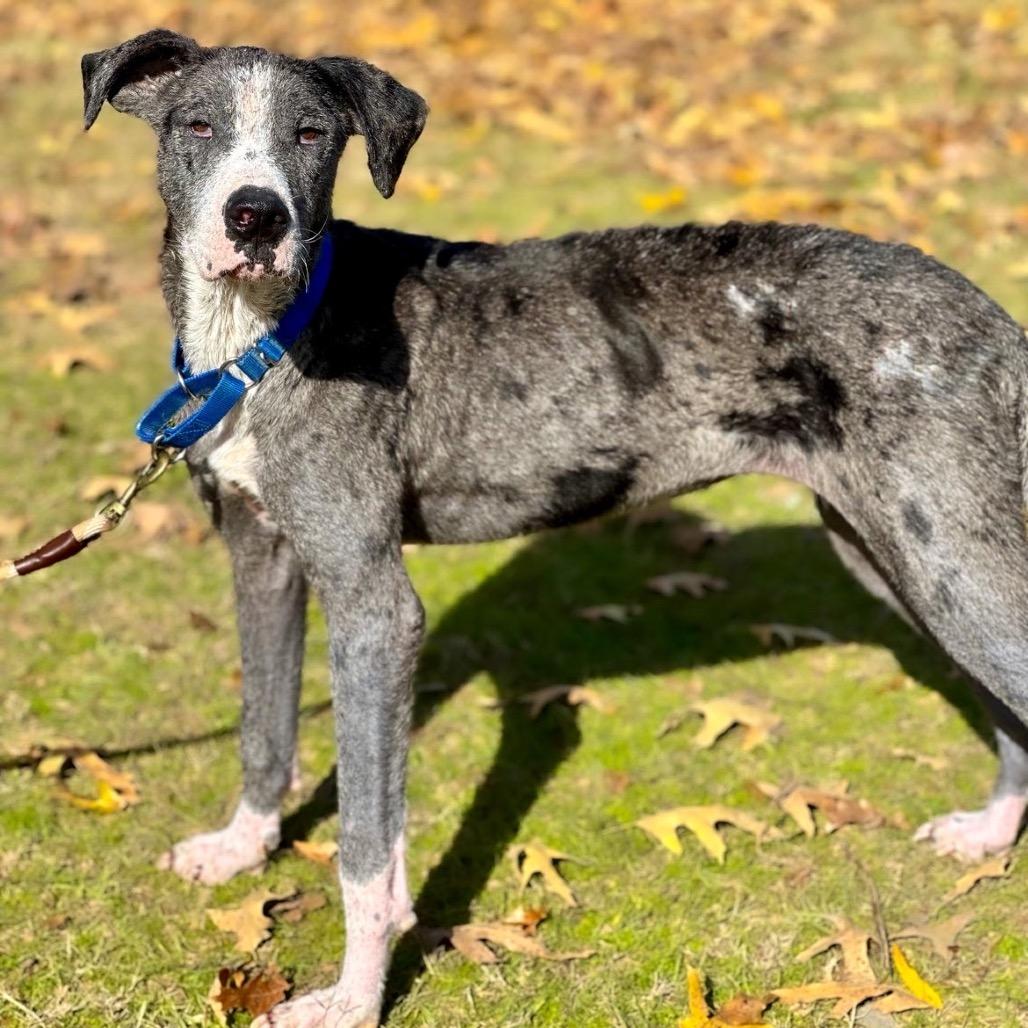 Enlarge Queen, a Adoptable mixed breed in Wadena, MN image 2/6