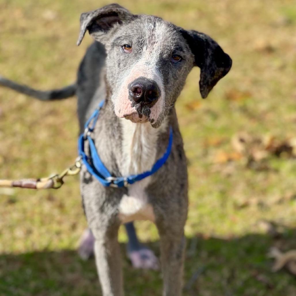 Enlarge Queen, a Adoptable mixed breed in Wadena, MN image 3/6