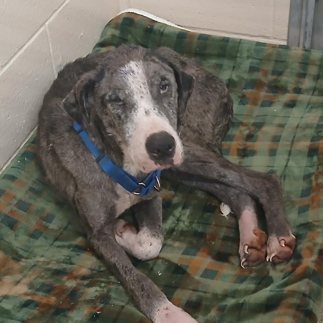 Enlarge Queen, a Adoptable mixed breed in Wadena, MN image 4/6