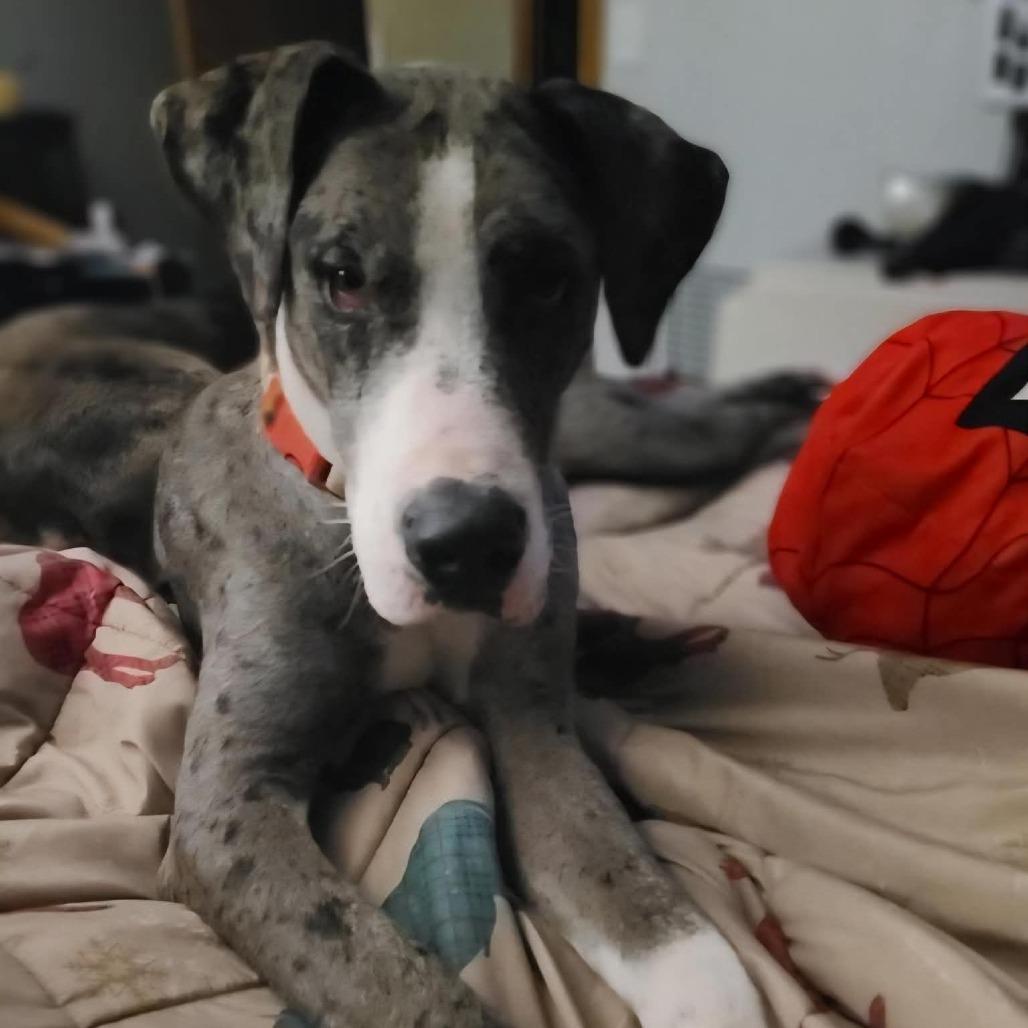 Enlarge Queen, a Adoptable mixed breed in Wadena, MN image 5/6