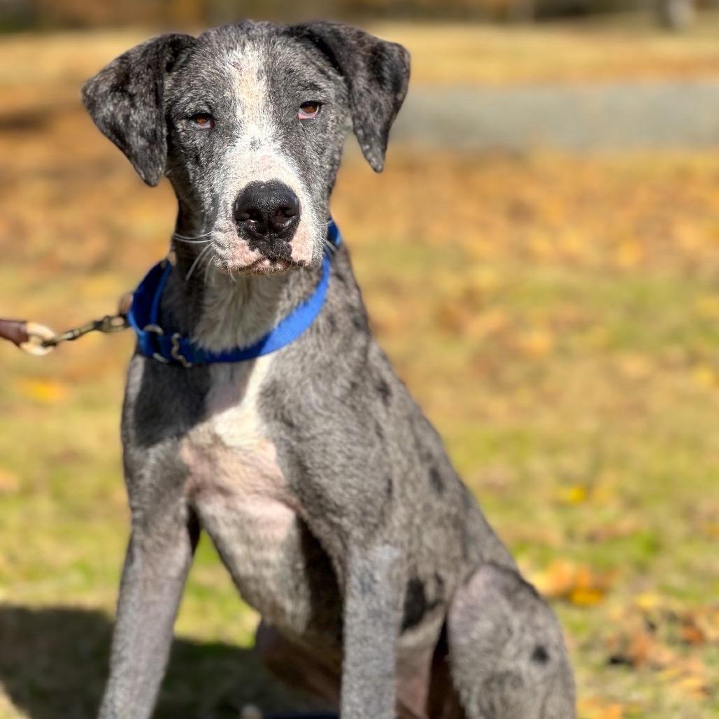 Enlarge Queen, a Adoptable mixed breed in Wadena, MN image 6/6