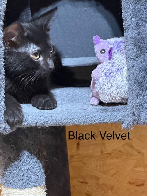 Enlarge Black Velvet, a Adoptable Domestic Short Hair in Karns City, PA image 2/3