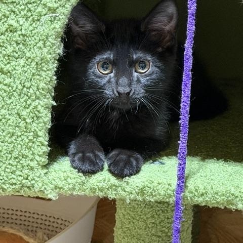 Black Velvet, Adoptable, Young Female Domestic Short Hair.