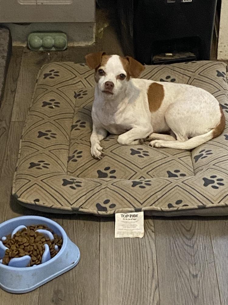 Sasha, Adoptable, Senior Female Chihuahua.