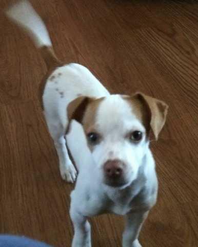 Enlarge Sasha, a Adoptable mixed breed in Aurora, IN image 2/3