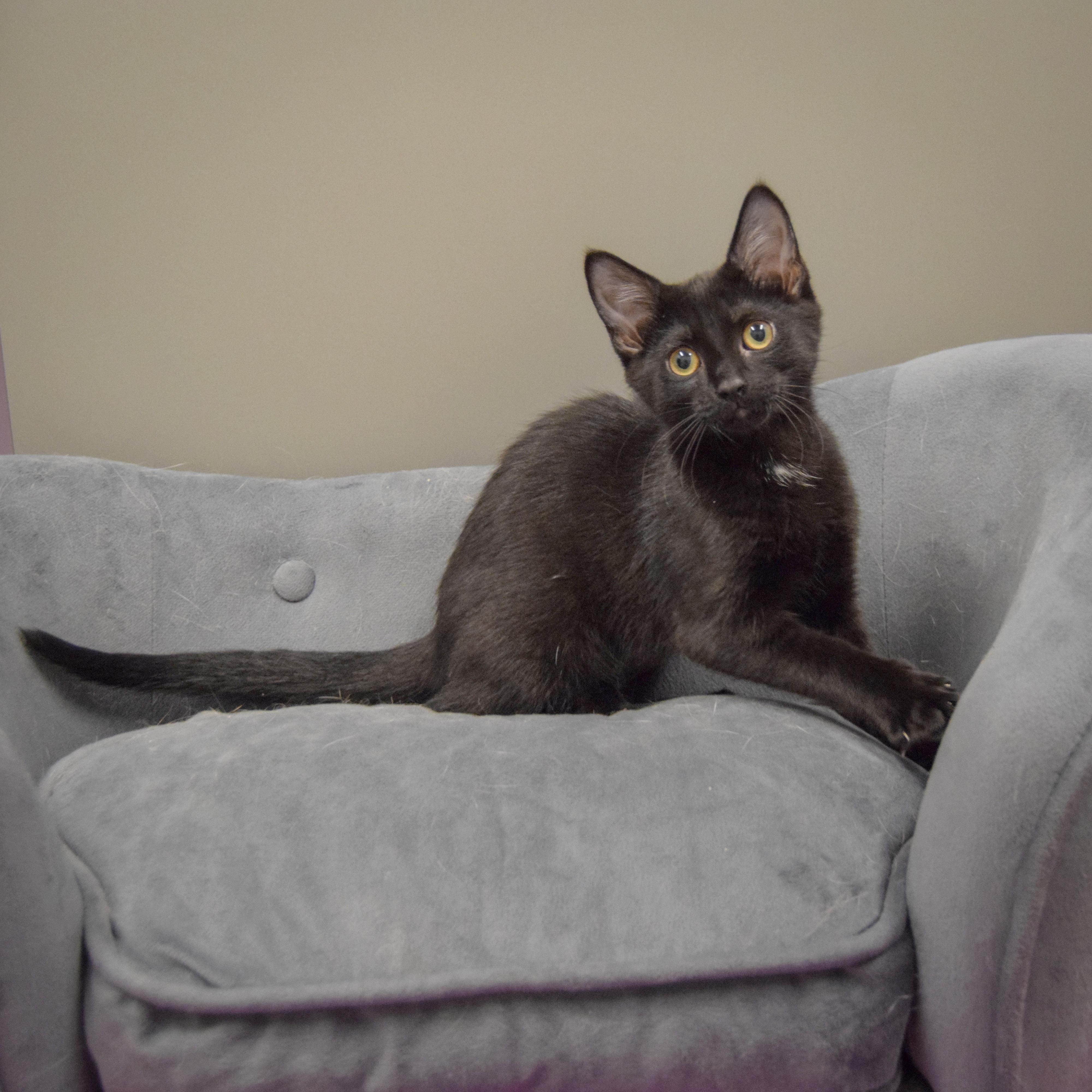 Henrietta