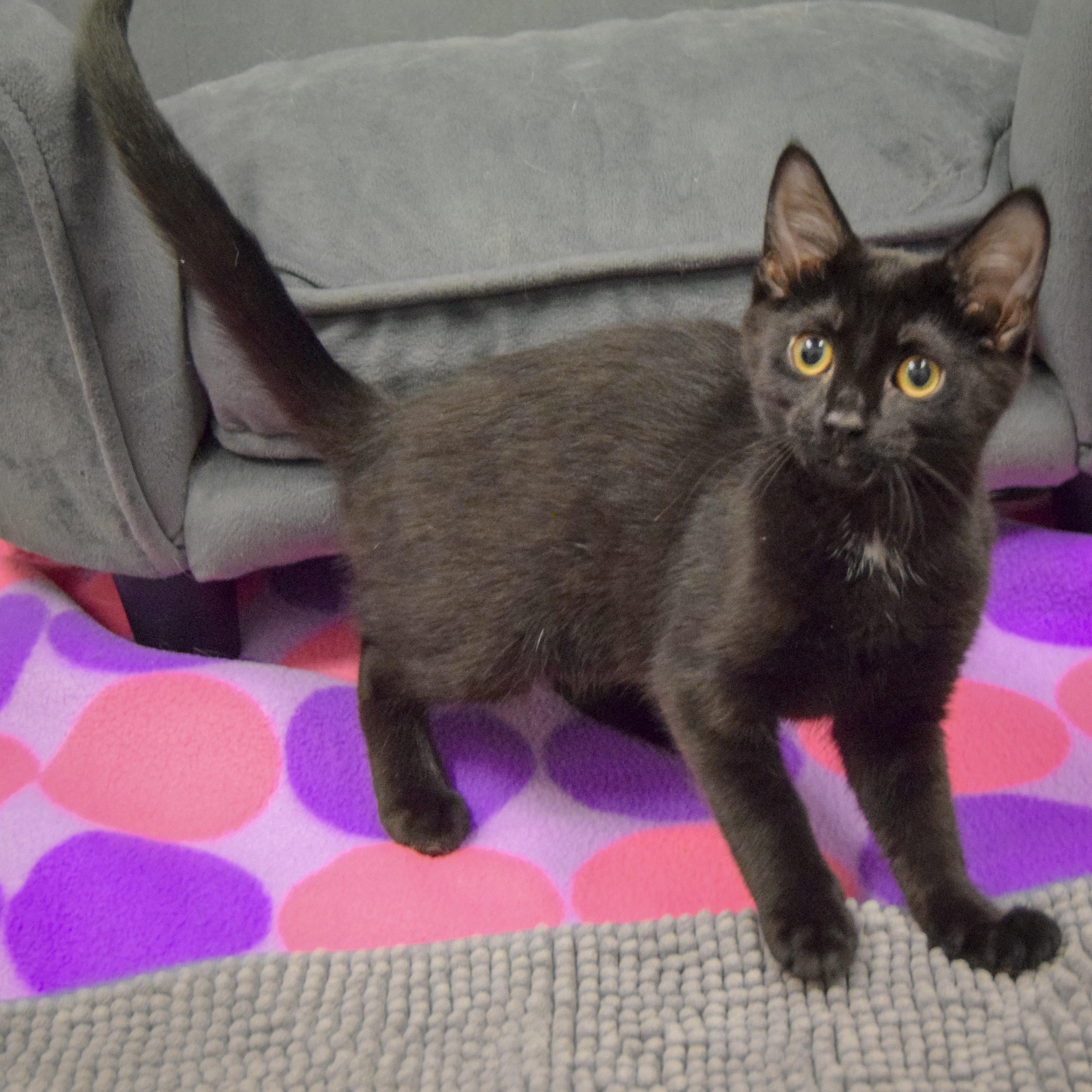 Henrietta