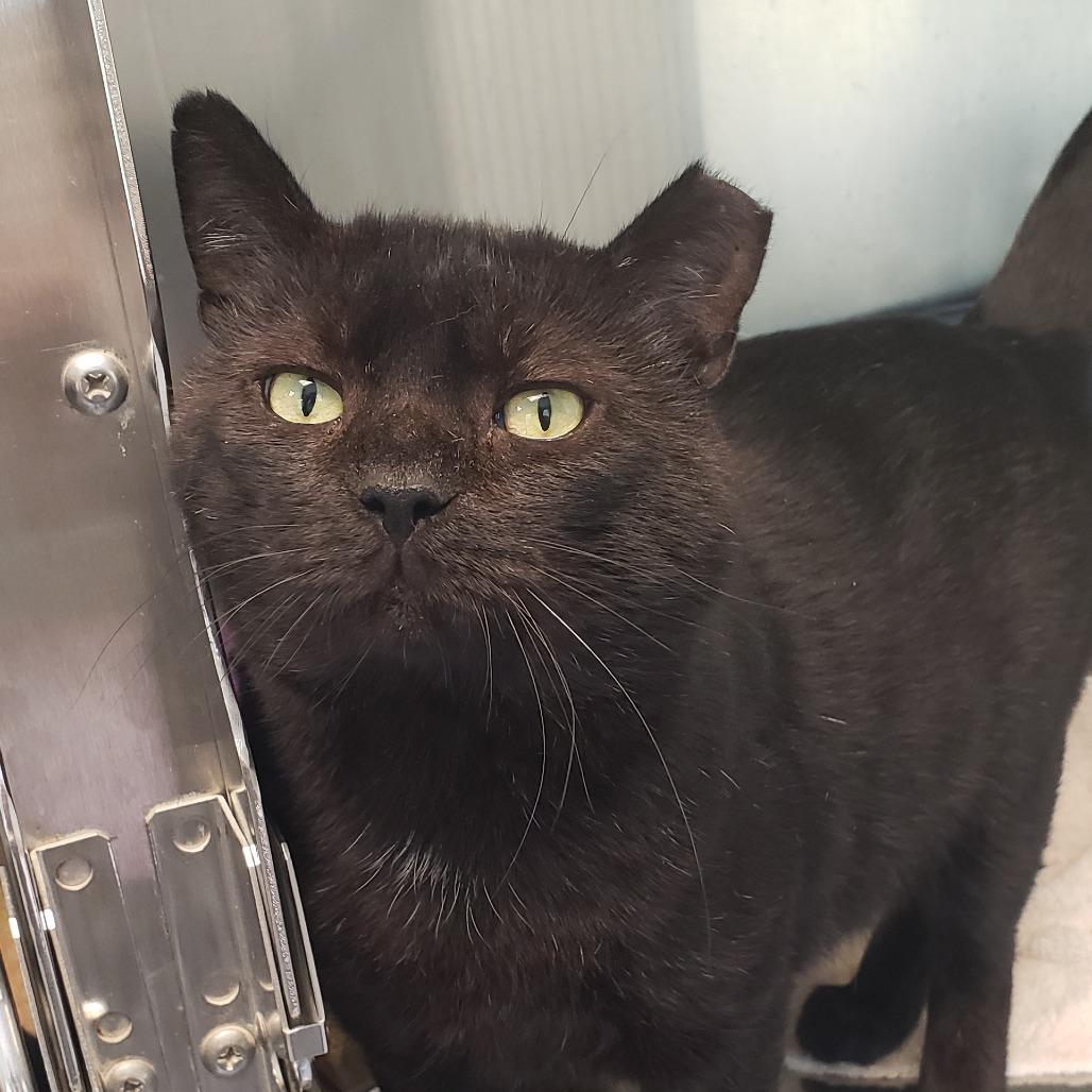 Ozzy, a Adoptable Domestic Short Hair in Columbia Station, OH image 1/6