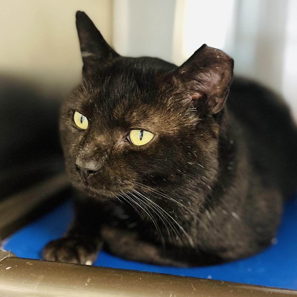 Ozzy, a Adoptable Domestic Short Hair in Columbia Station, OH image 2/6