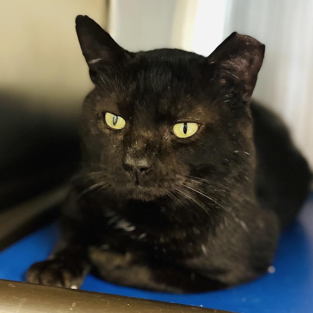 Ozzy, a Adoptable Domestic Short Hair in Columbia Station, OH image 3/6