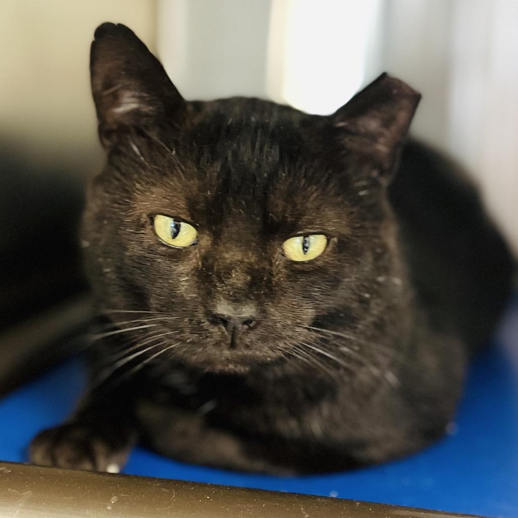 Ozzy, a Adoptable Domestic Short Hair in Columbia Station, OH image 4/6