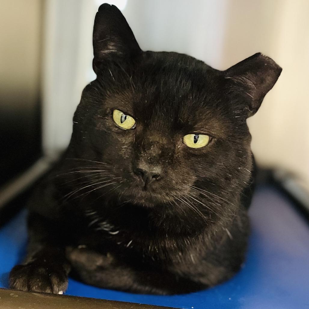 Ozzy, a Adoptable Domestic Short Hair in Columbia Station, OH image 5/6