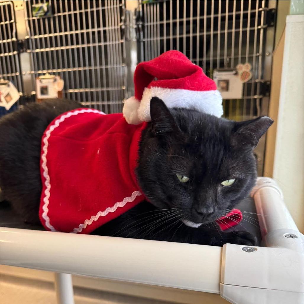 Ozzy, a Adoptable Domestic Short Hair in Columbia Station, OH image 6/6