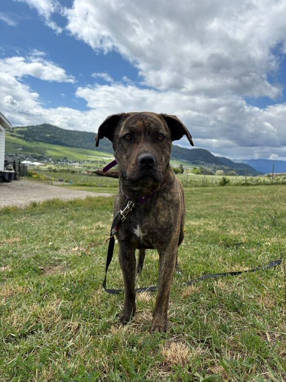 Enlarge Sky, a Adoptable mixed breed in Abbotsford, BC image 2/5