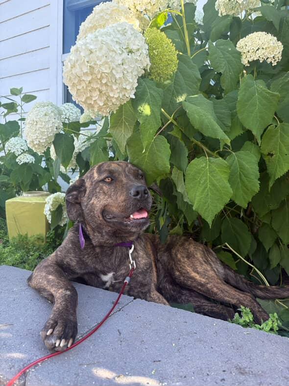 Sky, Adoptable, Young Female Pit Bull Terrier.