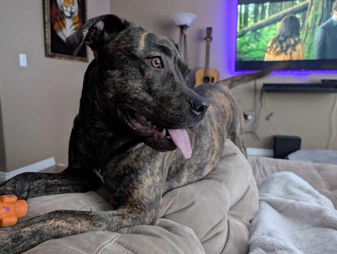 Enlarge Sky, a Adoptable mixed breed in Abbotsford, BC image 5/5