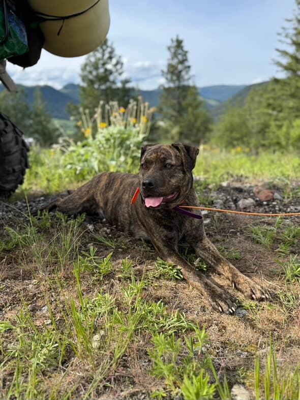 Enlarge Sky, a Adoptable mixed breed in Abbotsford, BC image 3/5