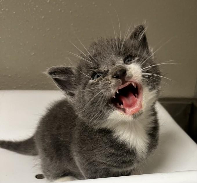 SPARROW, Adoptable, Kitten Male Domestic Short Hair.