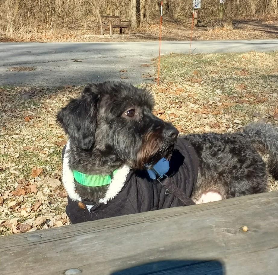 Archie, ADOPTABLE, Young Male Schnoodle.