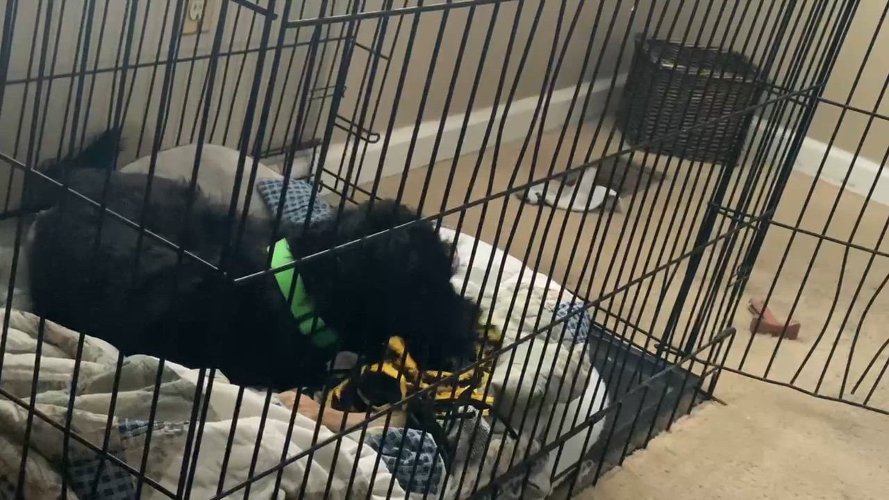 Enlarge Archie, an adoption pending mixed breed in West Milton, OH video 3/4