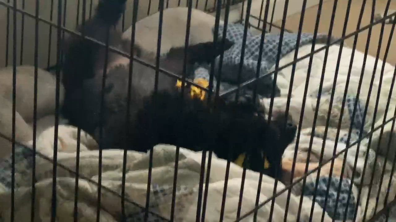 Enlarge Archie, an adoption pending mixed breed in West Milton, OH video 4/4