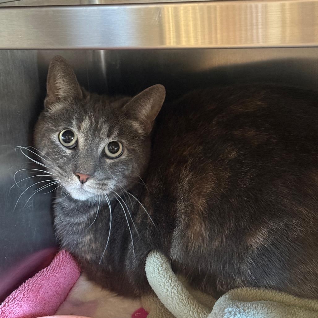 Rosie, Adoptable, Adult Female Domestic Short Hair.
