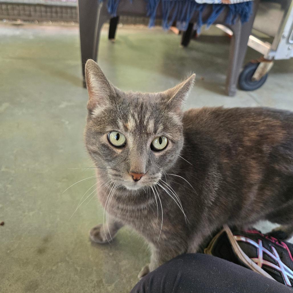Rosie, a Adoptable Domestic Short Hair in Fort Bragg, CA image 2/3