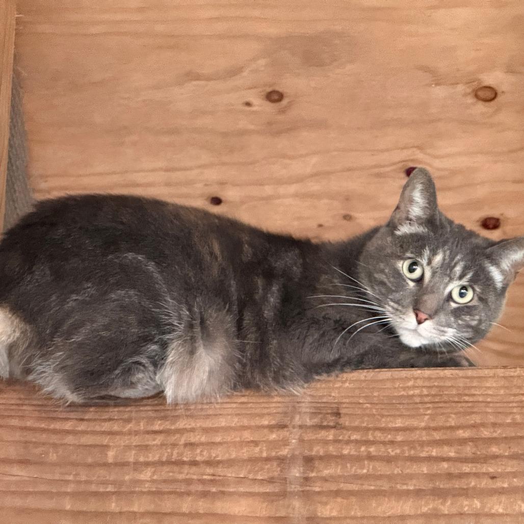 Enlarge Rosie, a Adoptable Domestic Short Hair in Fort Bragg, CA image 3/4