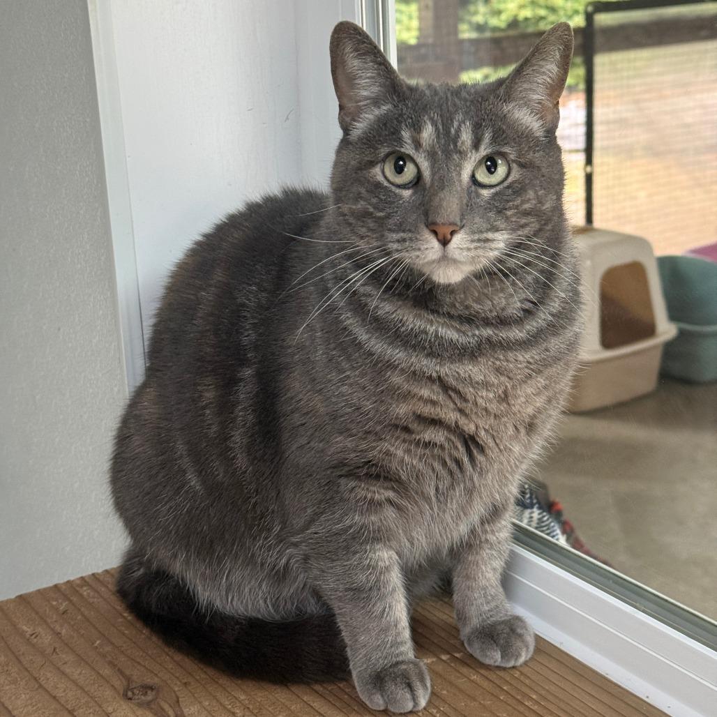 Enlarge Rosie, a Adoptable Domestic Short Hair in Fort Bragg, CA image 4/5