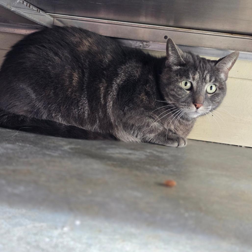 Rosie, a Adoptable Domestic Short Hair in Fort Bragg, CA image 3/3