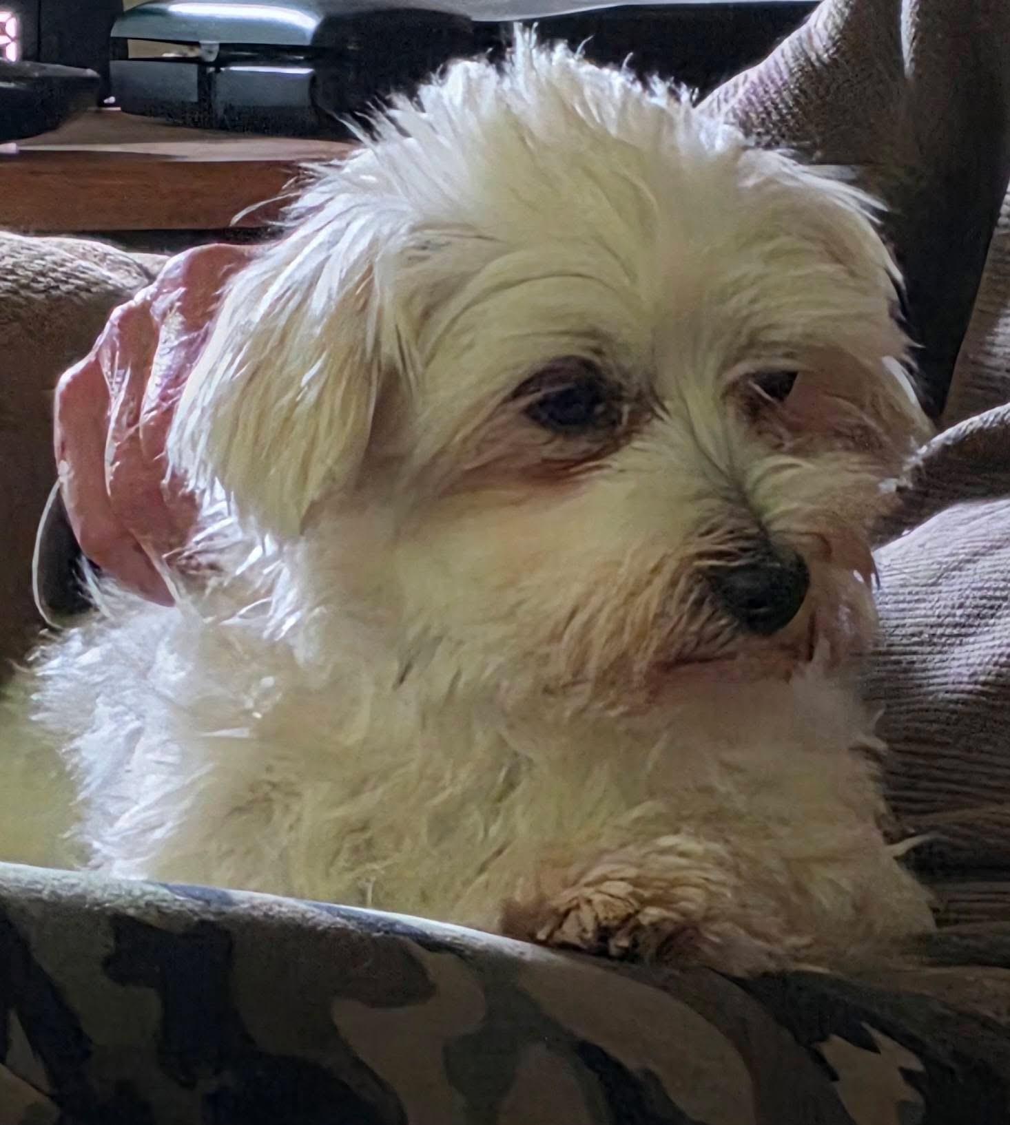 Amber, a ADOPTABLE Maltese in Union Grove, WI image 3/5