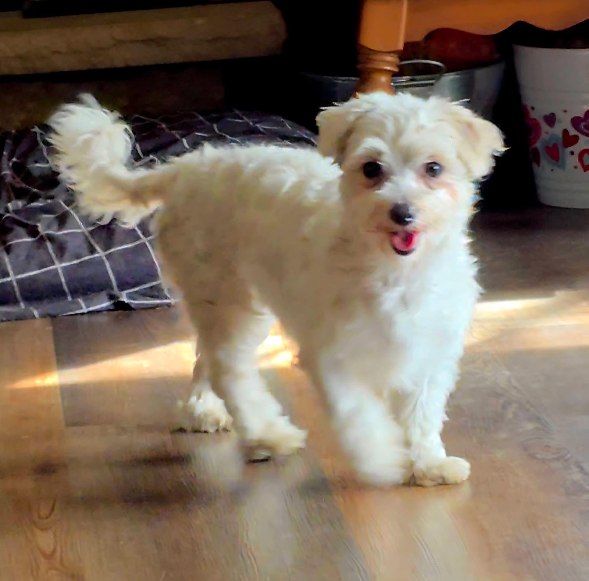 Amber, a ADOPTABLE Maltese in Union Grove, WI image 1/5