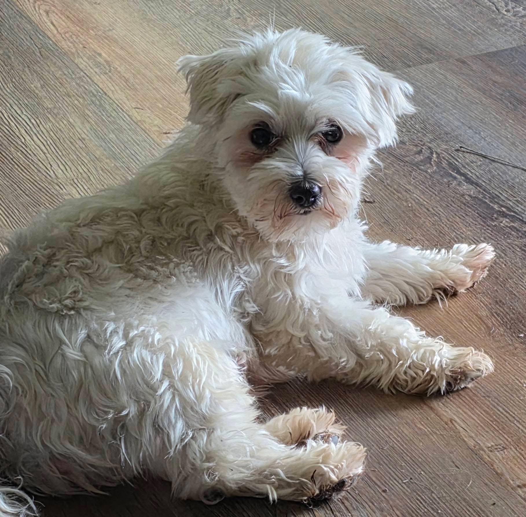 Amber, a ADOPTABLE Maltese in Union Grove, WI image 4/5