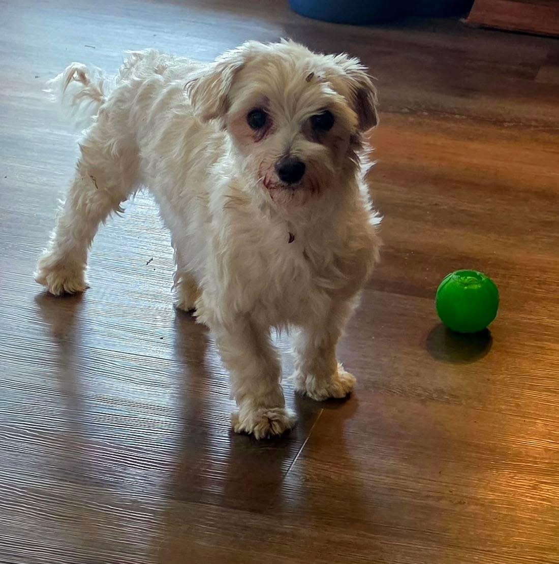 Amber, a ADOPTABLE Maltese in Union Grove, WI image 2/5